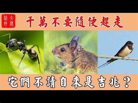 螞蟻突然出現原因|家中突然出現很多小螞蟻怎麼辦？專家教你五招消滅家中小螞蟻、。